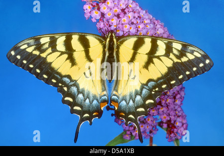 La tigre di coda forcuta farfalla (Papilio glaucas) è un forte flier con distintivo giallo e nero marcature a strisce Foto Stock