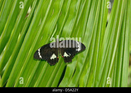 Orchard a coda di rondine o Grande Farfalla di agrumi (Papilio aegeus) femmina a riposo sulla foglia, Queensland, Australia, Novembre Foto Stock