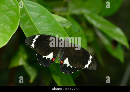 Orchard a coda di rondine o Grande Farfalla di agrumi (Papilio aegeus) femmina a riposo sulla foglia, Queensland, Australia, Novembre Foto Stock