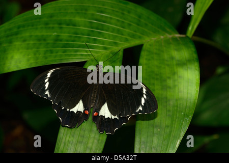 Orchard a coda di rondine o Grande Farfalla di agrumi (Papilio aegeus) femmina a riposo sulla foglia, Queensland, Australia, Novembre Foto Stock