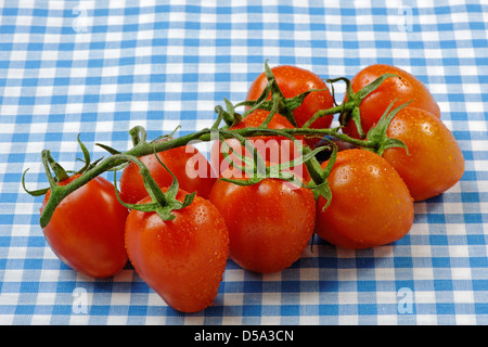 Pomodori a grappolo coperti con umidità su un blu tovaglia gingham Foto Stock