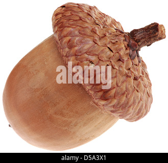 Acorn a secco isolato su sfondo bianco Foto Stock