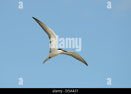 Imbrigliati Tern (Onychoprion anaethetus) in volo, Queensland, Australia, Novembre Foto Stock