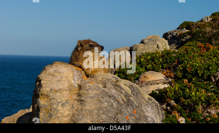 Rock hyrax, Procavia capensis, Capo di Buona Speranza, sud africa Foto Stock