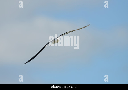 Imbrigliati Tern (Onychoprion anaethetus) in volo, Queensland, Australia, Novembre Foto Stock