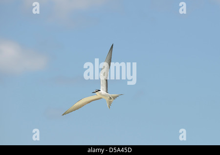 Imbrigliati Tern (Onychoprion anaethetus) in volo, Queensland, Australia, Novembre Foto Stock