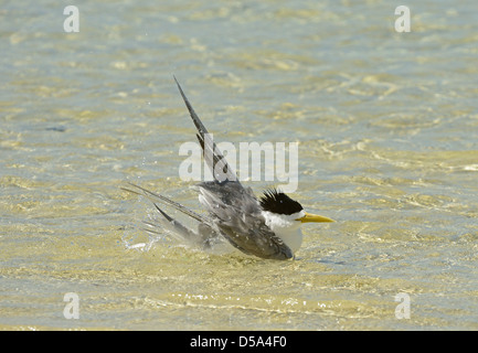 Maggiore crestata o Swift Tern (Thalasseus bergii) bagni in mare poco profondo e acqua, Queensland, Australia, Novembre Foto Stock