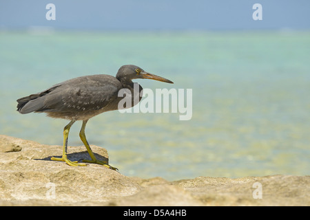 Orientale o Pacific Reef Garzetta (Egretta sacra) forma scura, camminando sulla roccia della scogliera che si affaccia sul mare, Queensland, Australia, Novemb Foto Stock