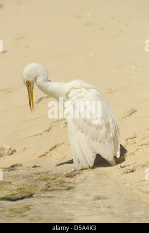 Orientale o Pacific Reef Garzetta (Egretta sacra) forma bianca, in piedi sulla spiaggia di sabbia in riva al mare, Queensland, Australia, Novembre Foto Stock