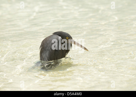 Orientale o Pacific Reef Garzetta (Egretta sacra) forma scura, stando in mare, Queensland, Australia, Dicembre Foto Stock