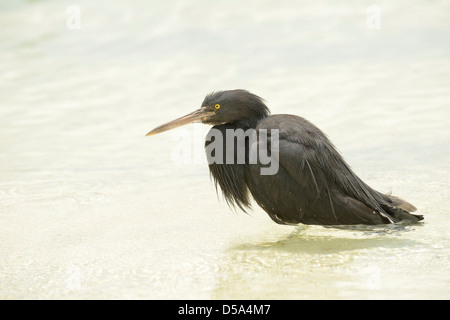 Orientale o Pacific Reef Garzetta (Egretta sacra) forma scura, stando in mare, Queensland, Australia, Dicembre Foto Stock