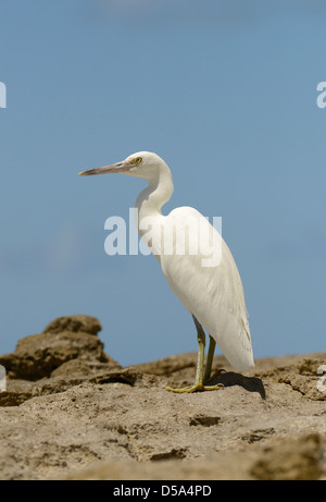 Orientale o Pacific Reef Garzetta (Egretta sacra) forma bianca in piedi sulle rocce, Queensland, Australia, Novembre Foto Stock