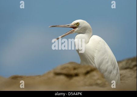 Orientale o Pacific Reef Garzetta (Egretta sacra) forma bianca in piedi sulle rocce, squawking, Queensland, Australia, Novembre Foto Stock