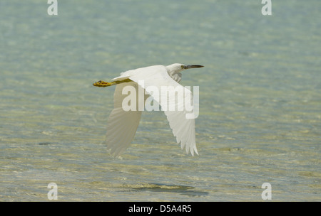 Orientale o Pacific Reef Garzetta (Egretta sacra) forma bianca in volo sopra il mare, Queensland, Australia, Novembre Foto Stock