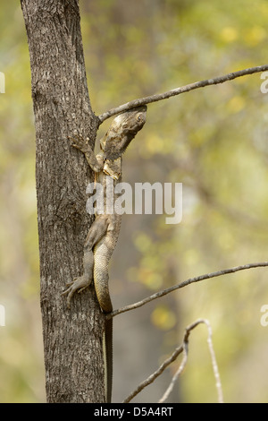 Australian Frilled Lizard (Chlamydosaurus kingii) salendo piccolo albero, Queensland, Australia, Novembre Foto Stock