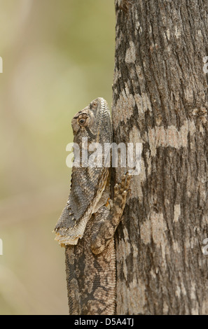Australian Frilled Lizard (Chlamydosaurus kingii) appoggiato sul tronco di albero, Queensland, Australia, Novembre Foto Stock