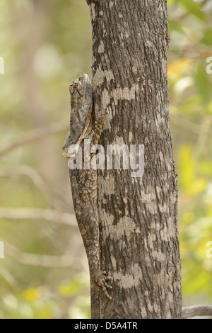 Australian Frilled Lizard (Chlamydosaurus kingii) appoggiato sul tronco di albero, Queensland, Australia, Novembre Foto Stock