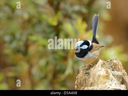 Superba Fairywren o Blue Wren (Malurus cyaneus) appollaiato sul ceppo di legno, Queensland, Australia, Novembre Foto Stock