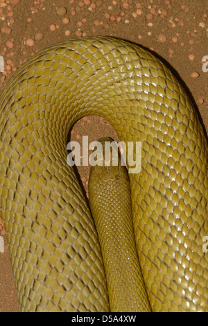 Inland Taipan (Oxyuranus microlepidotus) il mondo più infame terra snake, Queensland, Australia captive Foto Stock