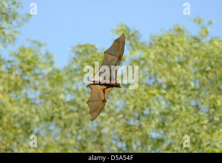 Little Red Flying Fox Bat (Pteropus scapulatus) in volo durante il giorno, Queensland, Australia, Novembre Foto Stock