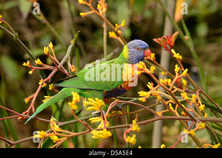 Rainbow Lorikeet (Trichoglossus haematodus) Appollaiato tra la fioritura della vegetazione, Melbourne, Australia, Novembre Foto Stock