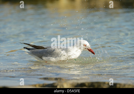 Gabbiano argento (Larus novaehollandiae) bagni di mare, Queensland, Australia, Novembre Foto Stock