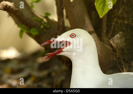 Gabbiano argento (Larus novaehollandiae) adulto ansimando, close-up di testa, Queensland, Australia, Novembre Foto Stock