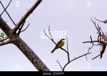 Flycatcher sociale o vermiglio-incoronato Flycatcher (Myiozetetes similis) Puerto Viejo de Talamanca, Limon Provincia, Costa Rica Foto Stock