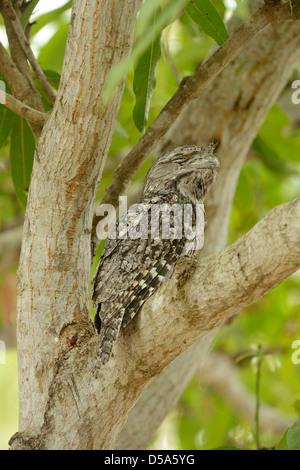 Bruno Frogmouth (Podargus strigoides) maschio adulto in appoggio nella forcella dell'albero, Queensland, Australia, Novembre Foto Stock