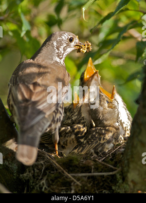 Un Tordo (Turdus ericetorum) alimentazione di quattro neonata baby pulcini nel nido in un albero ciliegio nel Sussex Foto Stock
