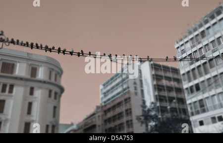 Piccioni sulla linea elettrica in una strada di Atene, Grecia Foto Stock