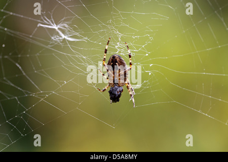 Emden, Germania, un giardino spider preda liquefatto Foto Stock