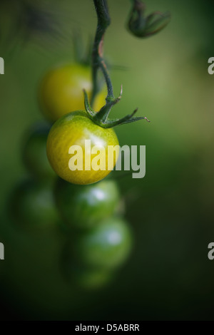 Giallo pomodori ciliegia che cresce su un vitigno. Foto Stock
