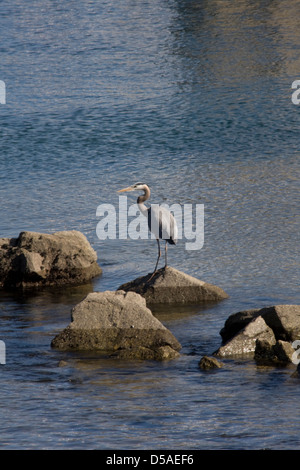 Airone blu appendere fuori a Fisherman Wharf a Monterey in California. Foto Stock