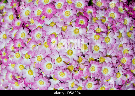 Margherite dentellare Foto Stock