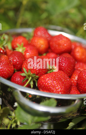 Handewitt, Germania, fragole fresche in una ciotola Foto Stock