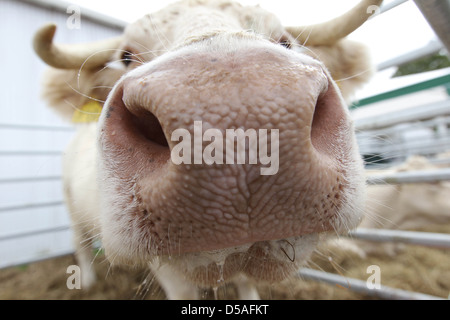 Rendsburg, Germania, animale mostra presso la Fiera Agricola Norla Foto Stock