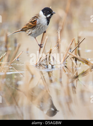 Close-up di un maschio di reed bunting (Emberiza schoeniclus), Rainham paludi, Inghilterra Foto Stock