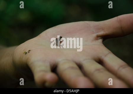 Il più piccolo al mondo chameleon - Brookesia micra - si trova nella foresta terreno in ambra Mountain National Park, Madagascar Foto Stock