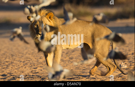 Lion mane nero tra i battenti colombe Foto Stock