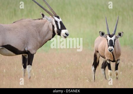 Gemsboks (Oryx gazella), madre con i giovani di sesso maschile, Kgalagadi Parco transfrontaliero, Northern Cape, Sud Africa e Africa Foto Stock