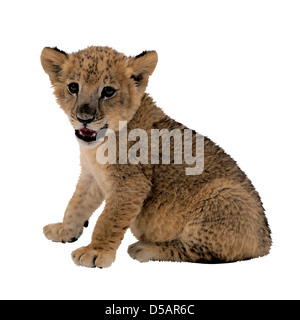 Cucciolo di Leone Foto Stock