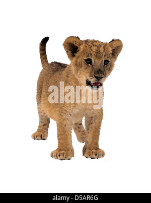 Cucciolo di Leone Foto Stock