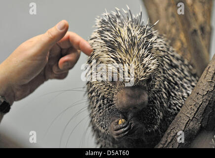 Questo prensili femmina-tailed porcupine o coendous, gode essendo pettet dal suo detentore allo Zoo di Frankurt/Main, Germania, 13 luglio 2010. La pelliccia di un animale è sostituito da un sottile e ha sottolineato come l'ago-aculei che fanno per una efficace protezione da nemici, quindi toccando l'animale non è facile in questo caso. Foto: Boris Roessler Foto Stock