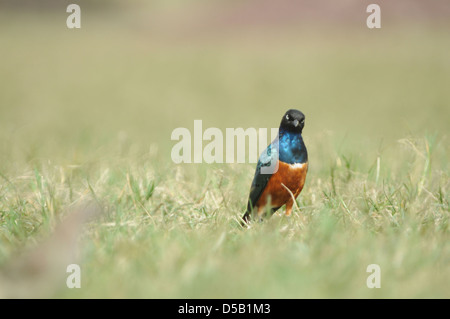 Superba Starling (Lamprotornis superbus) sul terreno fotografato in Tanzania Foto Stock