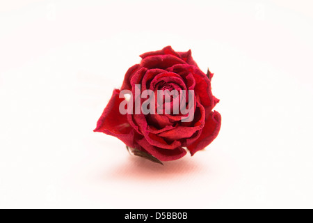 Appassiti red rose isolati su sfondo bianco Foto Stock