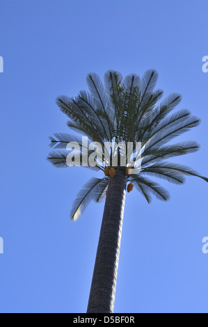 Antenne per telecomunicazioni e piloni dissimulata in un uomo- realizzato Palm tree con tronco ,fonds e il suo frutto.Marrekish .Marocco Foto Stock