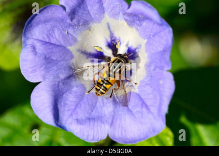 Hoverfly europea, helophilus pendulus su un fiore blu Foto Stock