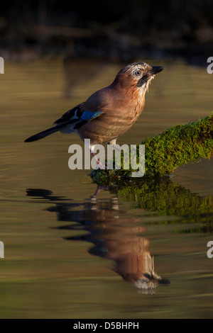 Garrulus glandarius. Eurasian Jay appollaiato su un ramo e riflessa nella piscina sottostante. Foto Stock