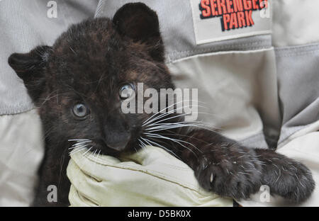 A 3 mesi di età di Amur leopard maschio è esaminato da un medico e presentato al pubblico nel giardino zoologico in Hodenhagen, Germania, 08 settembre 2010. Amur leopardi con pelo nero sono molto rari. La specie è in pericolo critico, con solo 34 animali selvatici di tutto il mondo. Foto: Nancy Heusel Foto Stock